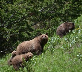 7 días de ruta a caballo basada en un rancho para rastreo de fauna y conservación en Columbia Británica, Canadá - Photo 2