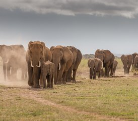 117 Tage Big Five Luxus-Lodge-Safari in Tansania - Photo 1