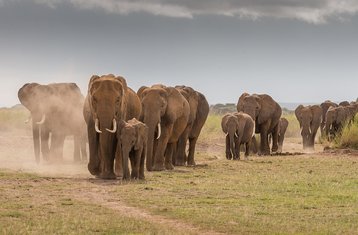 7 Tage Big Five Luxus-Lodge-Safari in Tansania