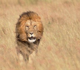 5 jours safari camping, Tarangire, Serengeti & Ngorongoro, Tanzanie - Photo 2