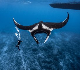98 jours en stage de conservation marine et yoga avec snorkeling ou plongée sur un yacht privé aux Maldives - Photo 1