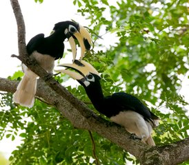3 jours en stage de safari des secrets de la rivière du cœur sauvage de Bornéo à Sandakan, Malaisie - Photo 3