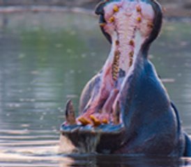 11-Daagse Safari Tour in Botswana - Photo 5
