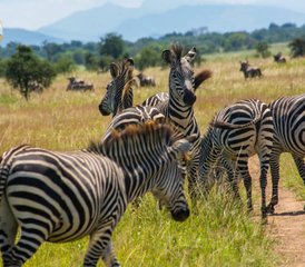 93 Tage Mikumi-Nationalpark-Safari in Tansania - Photo 1