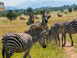 3 jours safari au parc national de Mikumi, Tanzanie