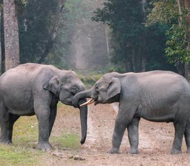 8-Daagse Oeganda Wildlife Safari Avontuur met Gorilla Trekking - Photo 4
