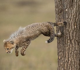 4 Tage Privater Budget-Camping-Safari in der Masai Mara in Kenia per Straße - Photo 5