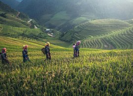 Lao Cai Retreats & Trips