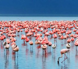 116 Tage Unvergessliche Camping Safari im Masai Mara, Nakuru-See und Amboseli in Kenia - Photo 1