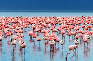 6 Day Unforgettable Masai Mara, Lake Nakuru, and Amboseli Camping Safari in Kenya