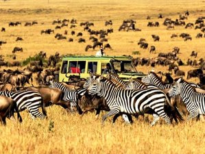 6 Day Tanzania Safari at Ngorongoro Crater and Serengeti National Park