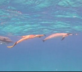 7 Day Dolphin Magic: Atlantis Codes Holiday for Women in Alice Town, Bahamas - Photo 2