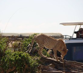 26-Daagse Ongelooflijke Wildlife Safari in Kenia - Photo 1
