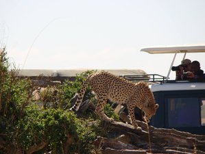 6 Day Amazing Wildlife Safari in Kenya