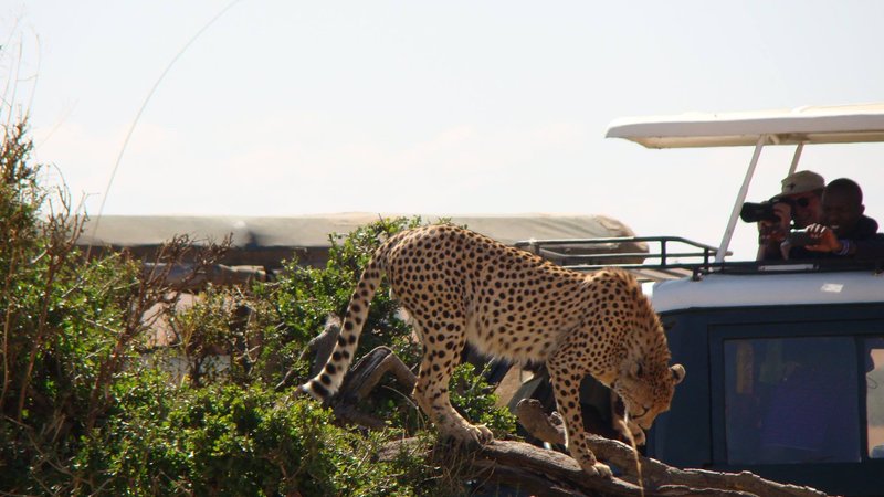 3 Days Masai Mara Luxury Camping and Flying Safari in Kenya