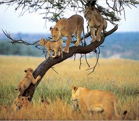 8 Day Lake Manyara, Ngorongoro, and Serengeti Classic Safari in Tanzania - Photo 3