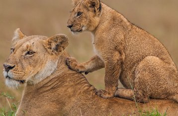3 días de safari económico del Big Five en el Parque Nacional de Maasai Mara, Kenia