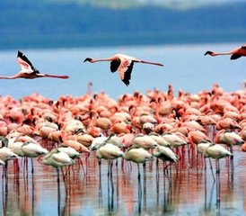 5 jours safari en groupe en Tanzanie au Serengeti, lac Manyara, Tarangire et cratère du Ngorongoro, Tanzanie - Photo 4