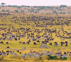 7-Daagse Safari naar Amboseli, Lake Nakuru, Naivasha en Masai Mara in Kenia - Photo 3