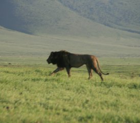 6 Tage Serengeti Kogatende Migration - Mara River Crossing Safari in Tansania - Photo 4