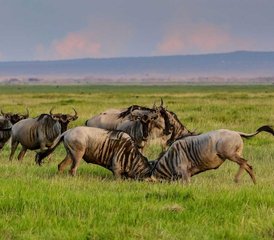 3 jours en safari de camping économique de groupe au Masai Mara au Kenya - Photo 2
