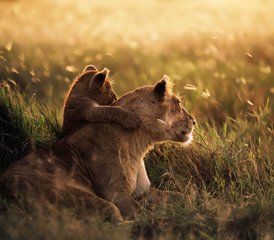 7 Tage Private Luxus-Lodge- und Migrationssafari in Tansania - Photo 5