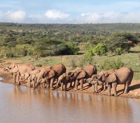 5 días de safari de lujo en Kenia en las reservas nacionales de Samburu y Masái Mara - Photo 3