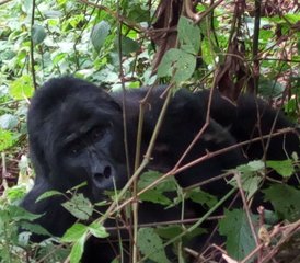 14 jours en stage de safari au cœur des terres sauvages de l’Ouganda - Photo 2