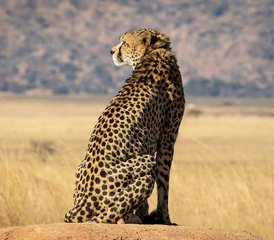 8 jours safari confort inoubliable au Kenya et en Tanzanie - Photo 2
