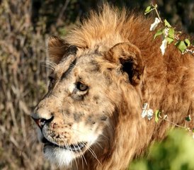 103 Day Budget Great Migration Safari Holiday in Maasai Mara National Reserve, Kenya - Photo 1