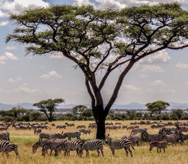 5 jours safari en camping au lac Manyara, au Ngorongoro et au Serengeti, Tanzanie - Photo 5