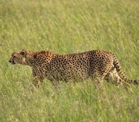 6 jours safari à Amboseli, au lac Nakuru et au Masai Mara, Kenya - Photo 4