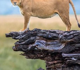 8-Tage-Gruppen-Camping-Safari in Kenia mit Inklusive Heißluftballonfahrt - Photo 3