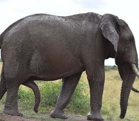 7 Tage Aufregende Wildtier-Road-Safari in Kenia  - Photo 2