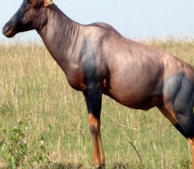 4 Tage Kenia Safari im Maasai Mara Game Reserve und im Lake Nakuru National Park - Photo 3