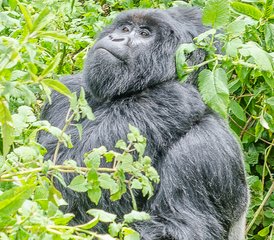 3 días de safari de trekking con gorilas en el Parque Nacional de Bwindi, Uganda - Photo 4