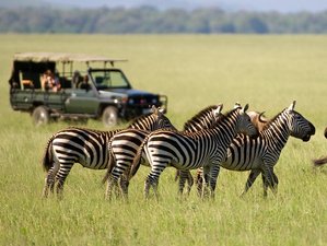 3 Day Masai Mara Camping Safari in Kenya in Search of the Big Five with Great Rift Valley Drive