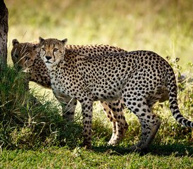 8 días de safari de lujo por los mejores lodges del norte de Tanzania - Photo 3