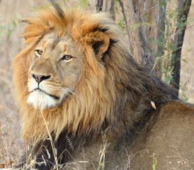 4 Day Classic Kruger Park Safari in South Africa - Photo 5