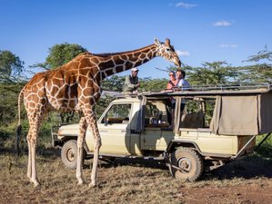 5 Day Lion King and Big 5 Tracking Safari at Masai Mara, Lake Nakuru, and Lake Naivasha