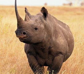 7 jours en safari privé impressionnant en Tanzanie - Photo 4