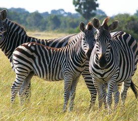 14 jours safari à travers les vallées du Zambèze et de la Luangwa avec croisière au coucher du soleil, Zambie - Photo 4
