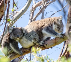 2 Tage Great Ocean Road und Grampians Wildlife Tour in Australien - Photo 4