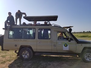 3 Day Queen Elizabeth National Park Wildlife Safari and Chimpanzee Tracking in Uganda