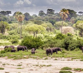 13 días de safari y yoga en Tarangire, Ngorongoro y la isla de Zanzíbar - Photo 3