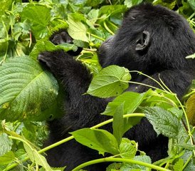 3-Tage Gorilla-Trekking-Safari im Bwindi-Impenetrable-Nationalpark, Uganda - Photo 3