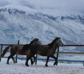 8 Tage Winter Reittour und Kultur in Albanien - Photo 5