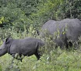 3 jours en stage de safari animalier à Murchison Falls et au sanctuaire des rhinocéros de Ziwa, Ouganda - Photo 3
