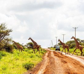 3-Daagse Luxe Avontuurlijke Safari in Amboseli National Park, Kenia - Photo 5