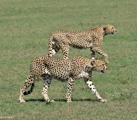 4 jours en safari économique de groupe au Maasai Mara et au lac Nakuru, Kenya - Photo 4